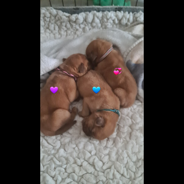 Dogue De Bordeaux - Both