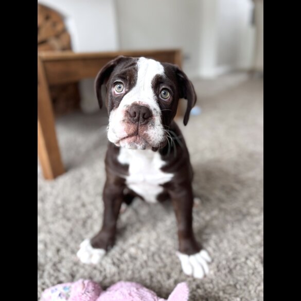 Dorset Olde Tyme Bulldogge - Both