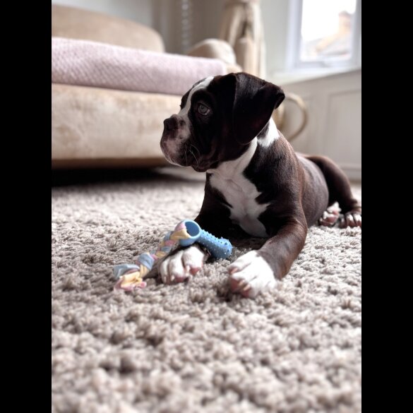 Dorset Olde Tyme Bulldogge - Both