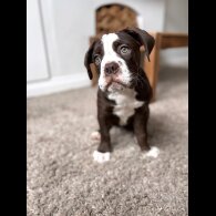 Dorset Olde Tyme Bulldogge - Both