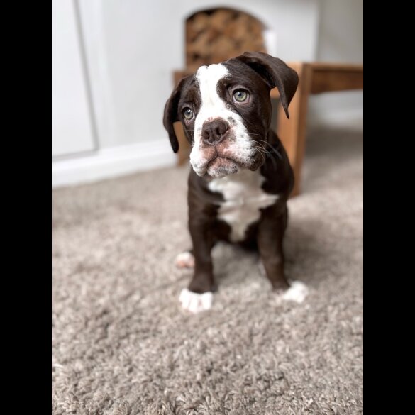 Dorset Olde Tyme Bulldogge - Both