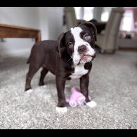 Dorset Olde Tyme Bulldogge - Both