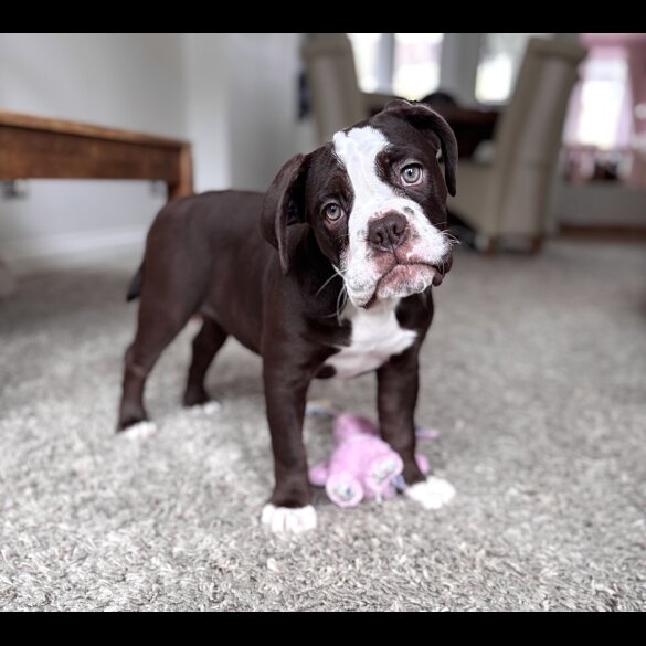 Dorset Olde Tyme Bulldogge - Both