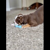 Dorset Olde Tyme Bulldogge - Both