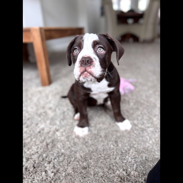 Dorset Olde Tyme Bulldogge - Both