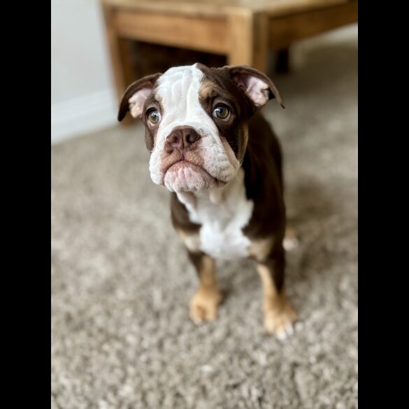 Dorset Olde Tyme Bulldogge - Both