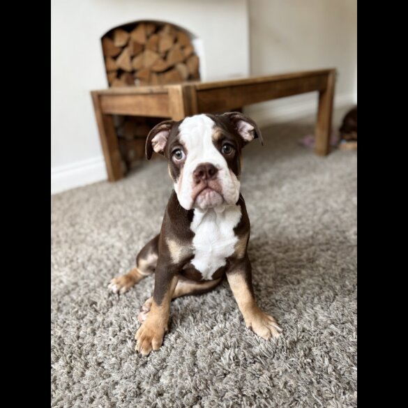 Dorset Olde Tyme Bulldogge - Both