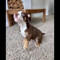 Dorset Olde Tyme Bulldogge - Both