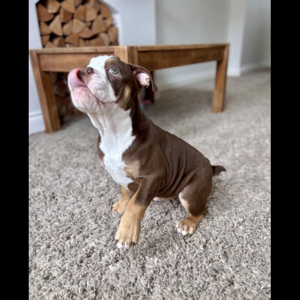 Dorset Olde Tyme Bulldogge - Both