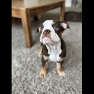 Dorset Olde Tyme Bulldogge - Both