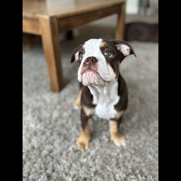 Dorset Olde Tyme Bulldogge - Both