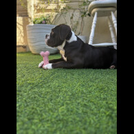 Dorset Olde Tyme Bulldogge - Both