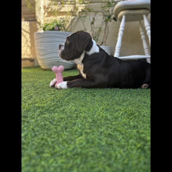 Dorset Olde Tyme Bulldogge - Both