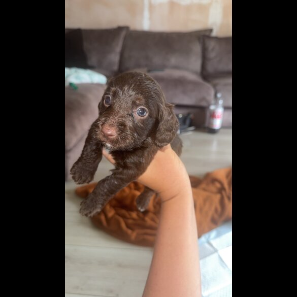 doxipoo - Both