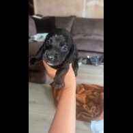 doxipoo - Both