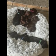 doxipoo - Both
