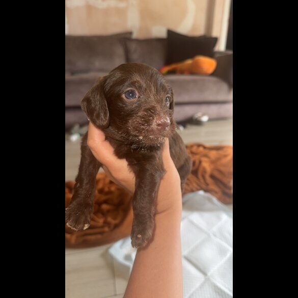 doxipoo - Both