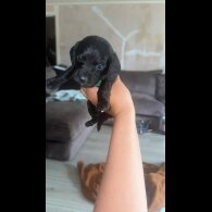 doxipoo - Both