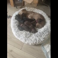 doxipoo - Both