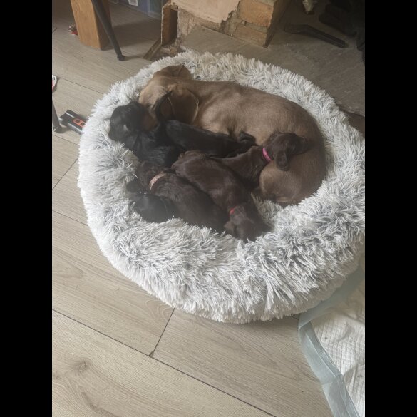 doxipoo - Both