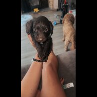 doxipoo - Both