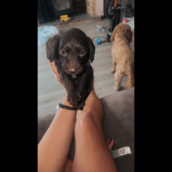 doxipoo - Both