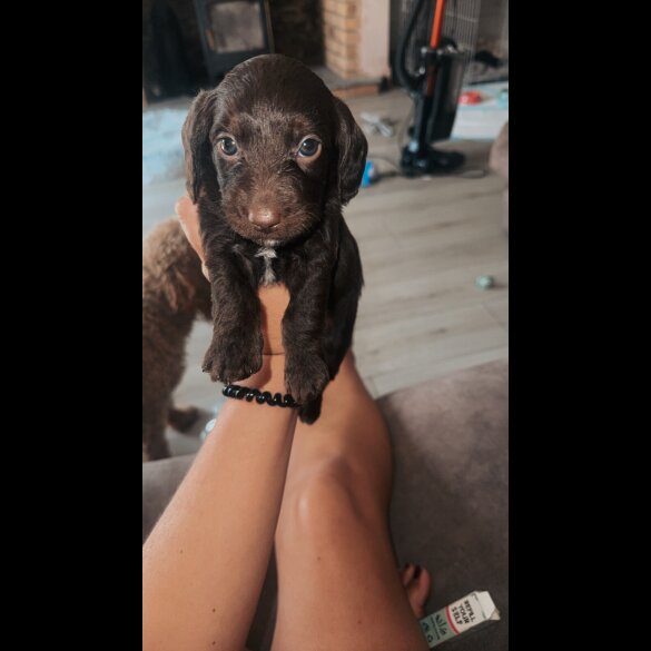 doxipoo - Both
