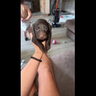 doxipoo - Both
