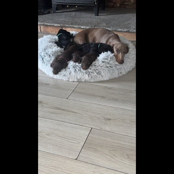 doxipoo - Both