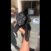 doxipoo - Both