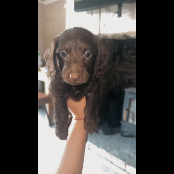 doxipoo - Both