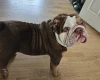 English Bulldog