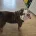 English Bulldog
