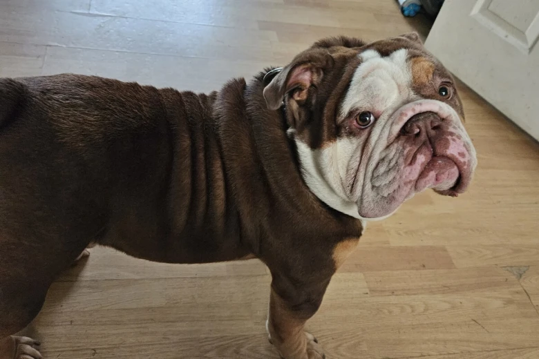 English Bulldog