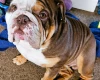 English Bulldog