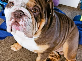 English Bulldog