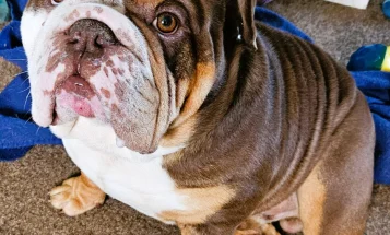 English Bulldog