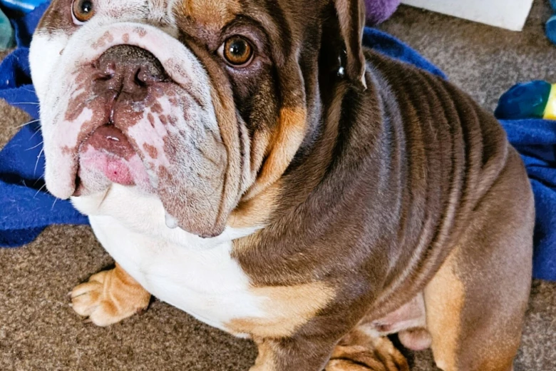 English Bulldog