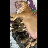 English Bulldog - Both
