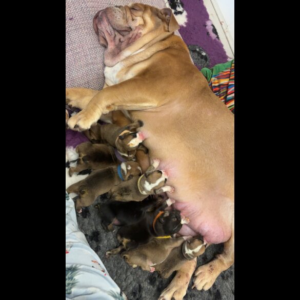 English Bulldog - Both