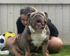 English Bulldog