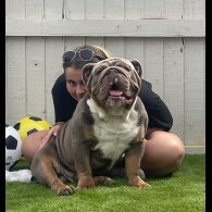 English Bulldog
