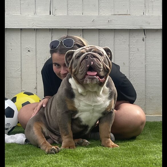 English Bulldog
