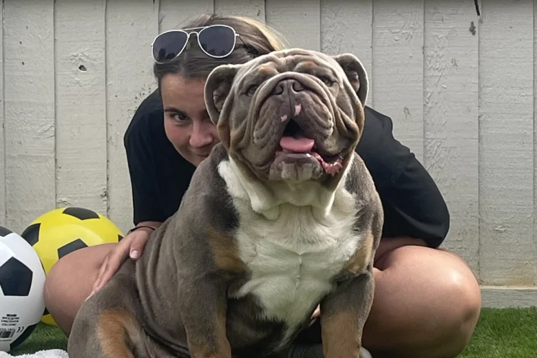 English Bulldog