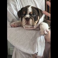 English Bulldog - Both
