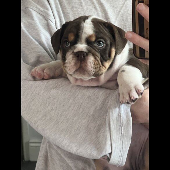 English Bulldog - Both