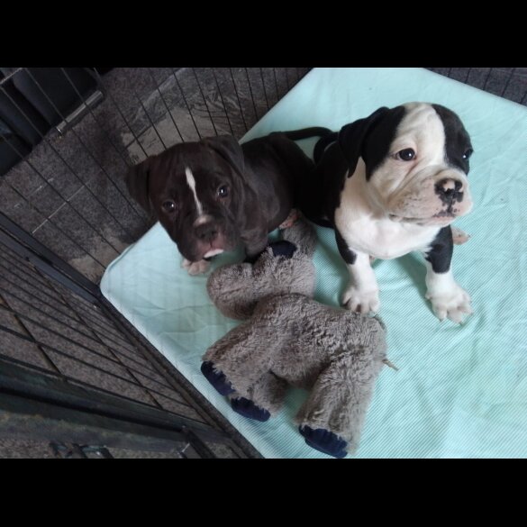 English Bulldog - Both