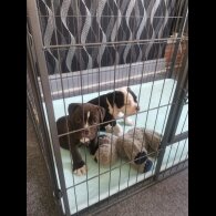 English Bulldog - Both
