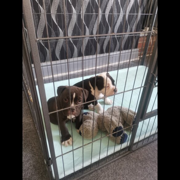 English Bulldog - Both