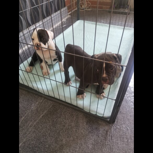 English Bulldog - Both